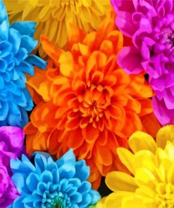 colorful-chrysanthemum-paint-by-numbers