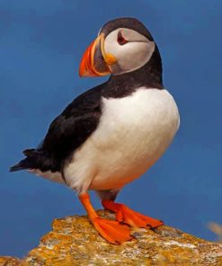 cute-atlantic-puffin-bird-paint-by-numbers