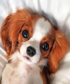 cute-cavalier-puppy-paint-by-number