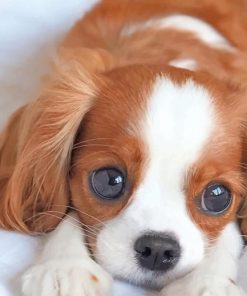 cute-king-charles-spaniel-puppy-paint-by-number