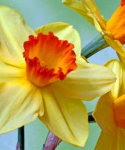 Aesthetic Daffodils Paint by numbers
