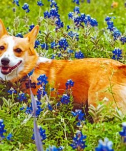Dog And Bluebonnet Paint by numbers