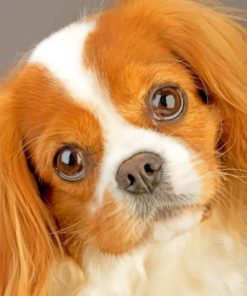 king-charles-cavalier-pet-paint-by-number
