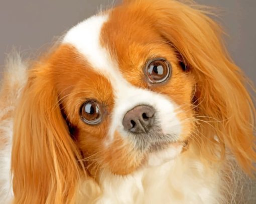 king-charles-cavalier-pet-paint-by-number