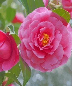 pink-camellia-flower-paint-by-numbers