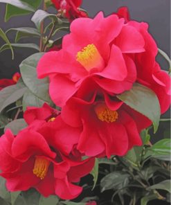 red-camellia-paint-by-numbers