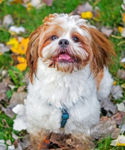 shih-tzu-puppy-paint-by-number