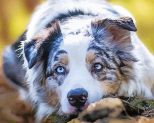 Australian Shepherd Pet paint by number