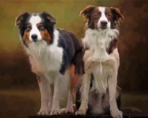 Australian Shepherds paint by number