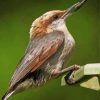 Brown Headed Nuthatch paint by number