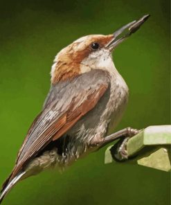 Brown Headed Nuthatch paint by number