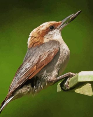 Brown Headed Nuthatch paint by number