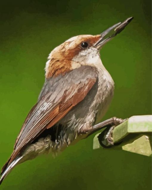 Brown Headed Nuthatch paint by number