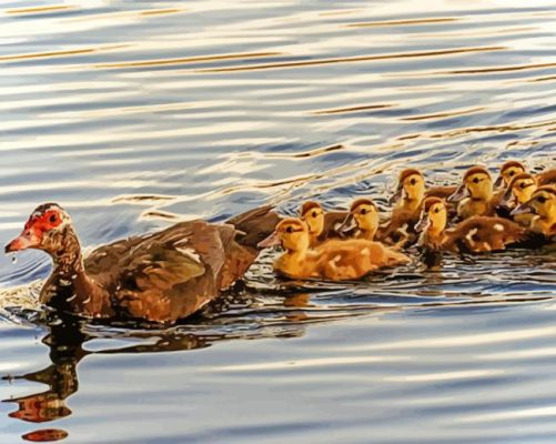 Ducks Swimming paint by number