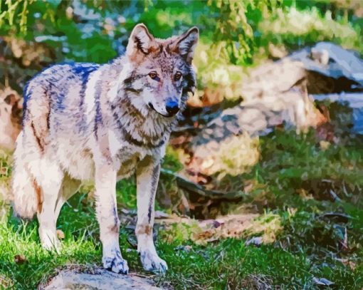 Eastern Wolf Animal paint by number