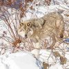 Eastern Wolf In Snow paint by number