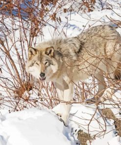 Eastern Wolf In Snow paint by number