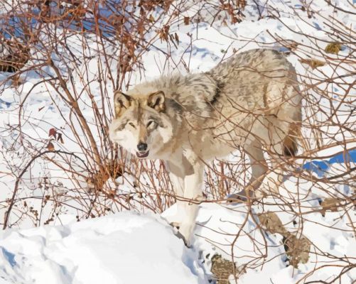 Eastern Wolf In Snow paint by number