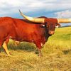 Long Horn Cattle Animal paint by number