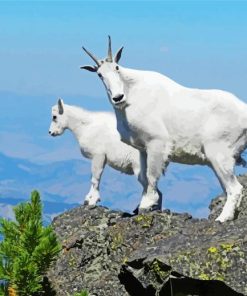 Mountain Goats paint by number
