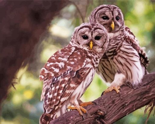 Owl Couple Birds paint by number