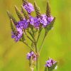 Vervain Plant paint by number