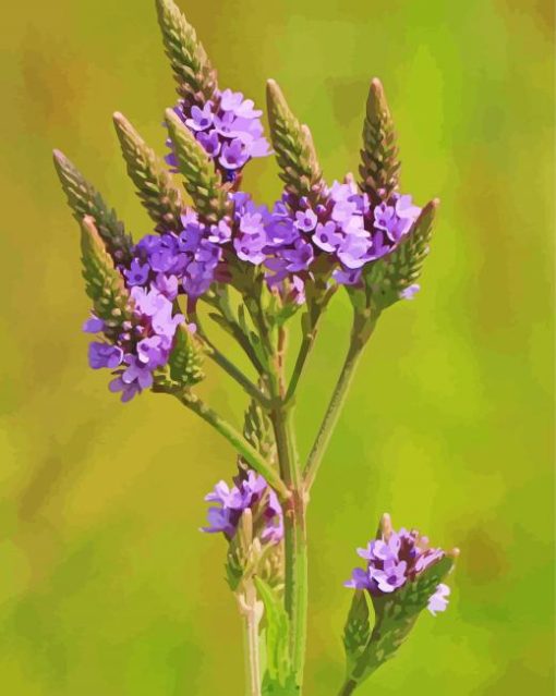 Vervain Plant paint by number
