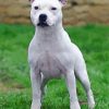 White Staffy Dog Animal paint by number