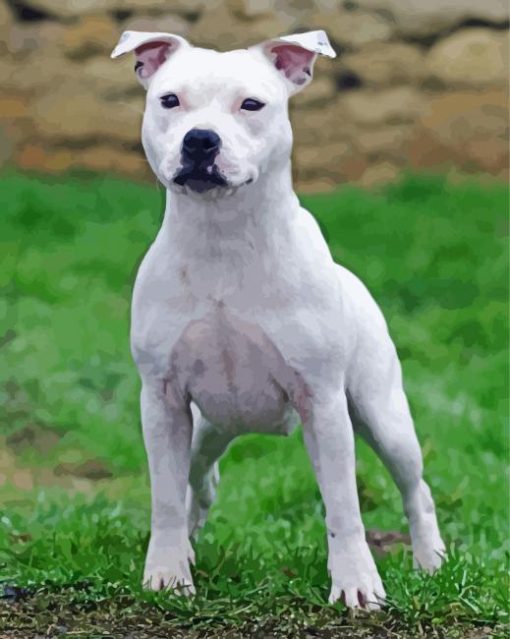 White Staffy Dog Animal paint by number