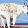 Wild White Mountain Goat paint by number