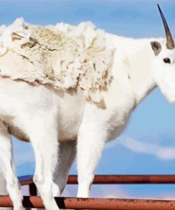 Wild White Mountain Goat paint by number