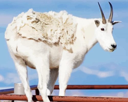 Wild White Mountain Goat paint by number