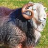 Aesthetic Herdwick Sheep paint by number