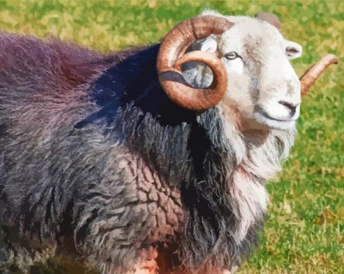 Aesthetic Herdwick Sheep paint by number