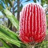 Aesthetic Red Banksia paint by number