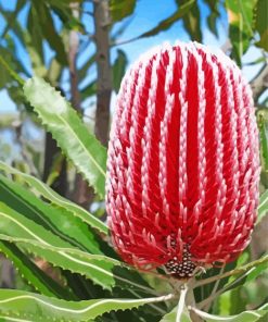 Aesthetic Red Banksia paint by number