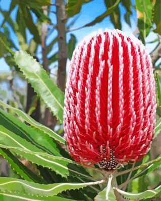 Aesthetic Red Banksia paint by number