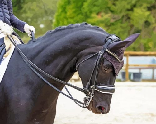 Black Dressage Horse paint by number