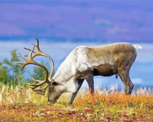 Caribou Northwestern Animals paint by number