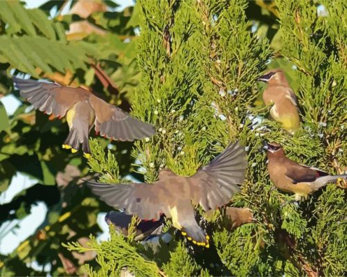 Cedar Tree With Birds paint by number