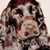 Close Up Black Cocker Spaniel paint by number