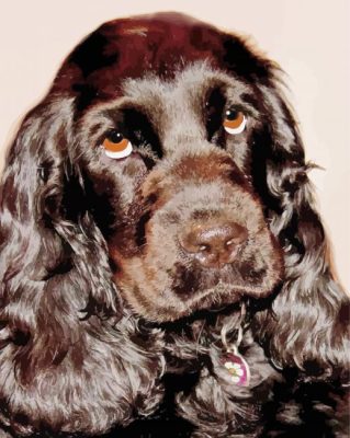 Close Up Black Cocker Spaniel paint by number