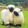 Cute Blacknose Sheep Couple paint by number