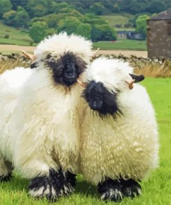 Cute Blacknose Sheep Couple paint by number