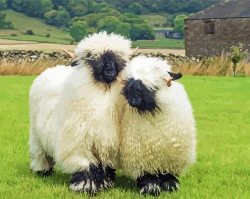 Cute Blacknose Sheep Couple paint by number