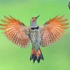 Northern Flicker Woodpecker paint by number