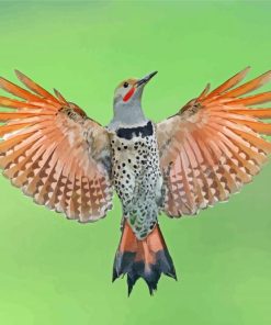 Northern Flicker Woodpecker paint by number