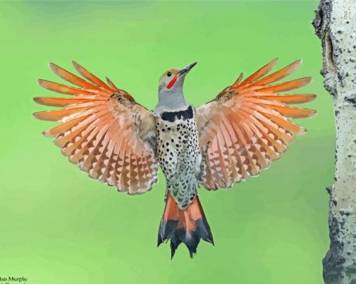 Northern Flicker Woodpecker paint by number