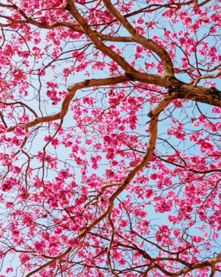 Pink Flowers Trees paint by number