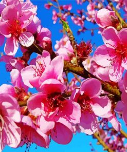 Pink Peach Blossoms paint by number